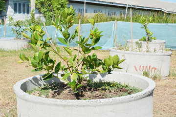 Key lime tree, The Key lime is a citrus hybrid with a globose fruit.
