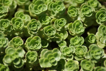 Succulent