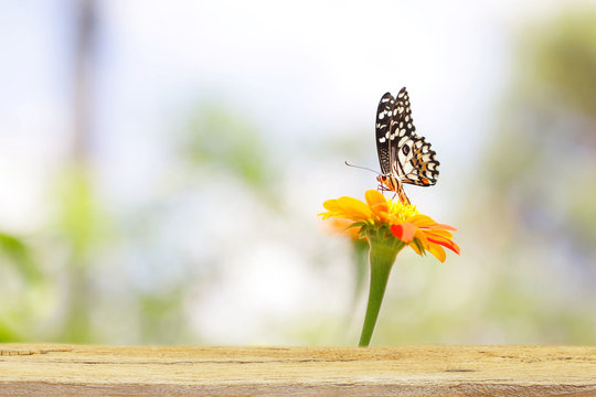 Butterfly on Zinnia flower with wooden table