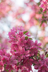 pink spring blossoms on tree