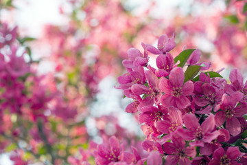 pink spring blossoms on tree