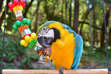 Naklejka premium Blue and Gold Macaw Playing with a toy