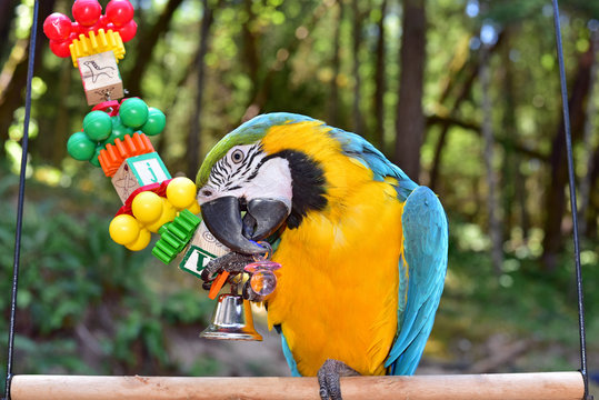 Fototapeta Blue and Gold Macaw Playing with a toy