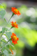 Zinnia flower