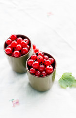 Red currants on a white background