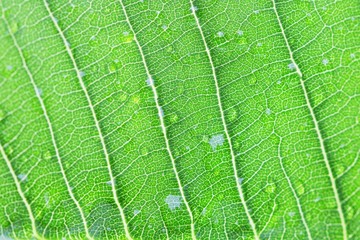 Water drop on leaf