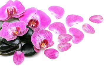 Violet orchid and zen stones isolated on white