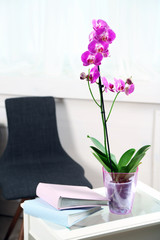 Beautiful lilac orchid in pot on table in room