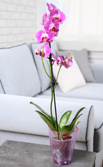 Beautiful lilac orchid in pot on table in room