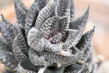 Dyckia silver black