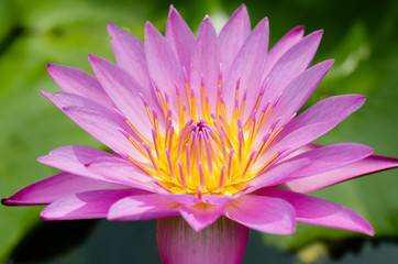 Magenta Lotus Blooming In Natural Pond.