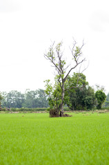 Lonely tree in the field against