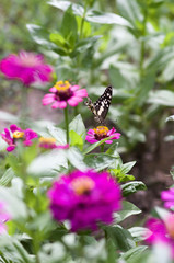 Butterfly on colorful flower