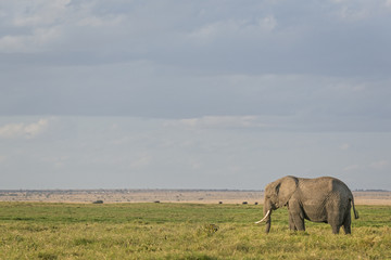 Obraz na płótnie Canvas African Bush Elephant