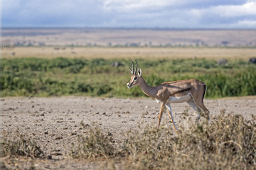 Gazelle
