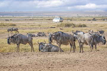 Fototapeta na wymiar Group of Wildebeests