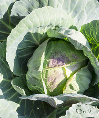 Obraz premium Cabbage in a summer garden