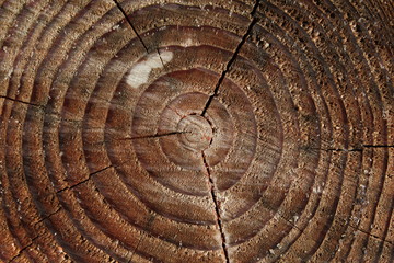 Wood texture 