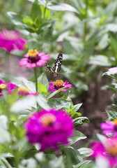 Butterfly on colorful flower