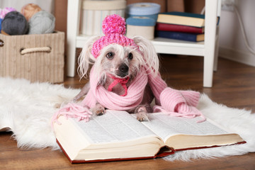 Hairless Chinese crested dog with book in room