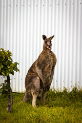 Kangaroo standing on front of a white corrugated iron wall