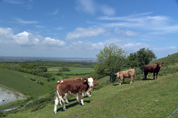 Fototapeta na wymiar Cows on Knowle Hill above Corfe in Dorset