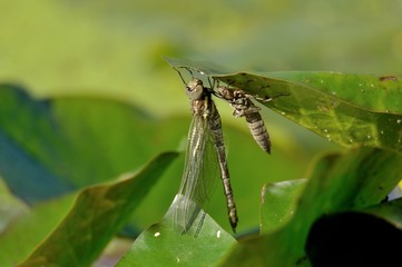 羽化したばかりのギンヤンマ