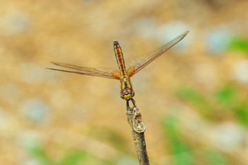 Dragonfly