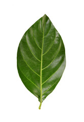 Obraz premium Green Noni leaf on white background.