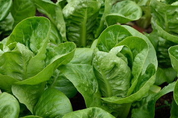Close up Little Gem Romaine Lettuce.