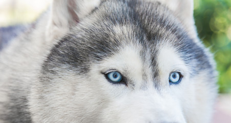 Close up on blue eyes of siberian dog
