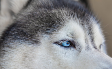 Close up on blue eyes of siberian dog
