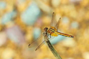dragonflies