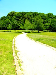 初夏の林と道