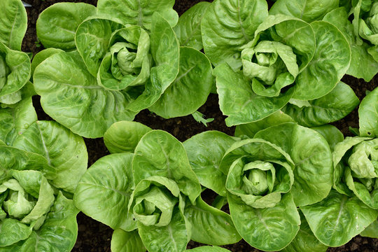 Little Gem Romaine Lettuce.