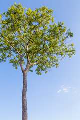 Summer landscape with sky and tree