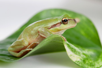 Green frog with bulging eyes golden