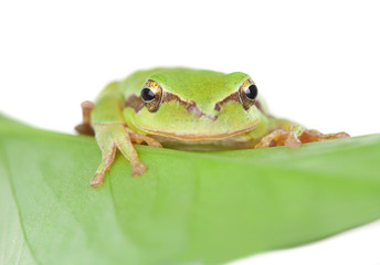 Green frog with bulging eyes golden on a leaf