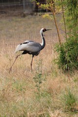 Parc animalier.