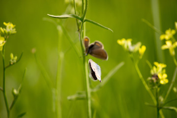 влюбленные бабочки