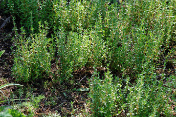 Fresh thyme