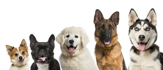 Close-up on dogs head in front of a white background