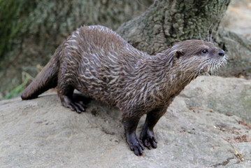 La loutre.