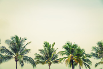 Coconut palm trees ( Filtered image processed vintage effect. )