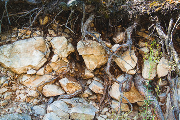 Tree roots on rocks
