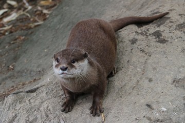 La loutre.