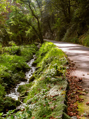 Stream and the road in the old shady forest