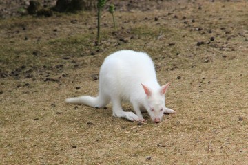parc animalier du Reynou.