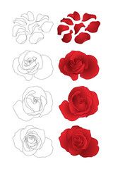 Vector roses and petals set