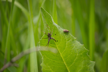 паук